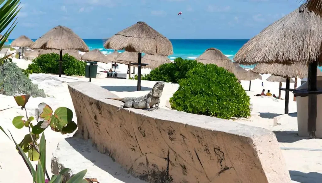 Cozumel's Natural Beauty