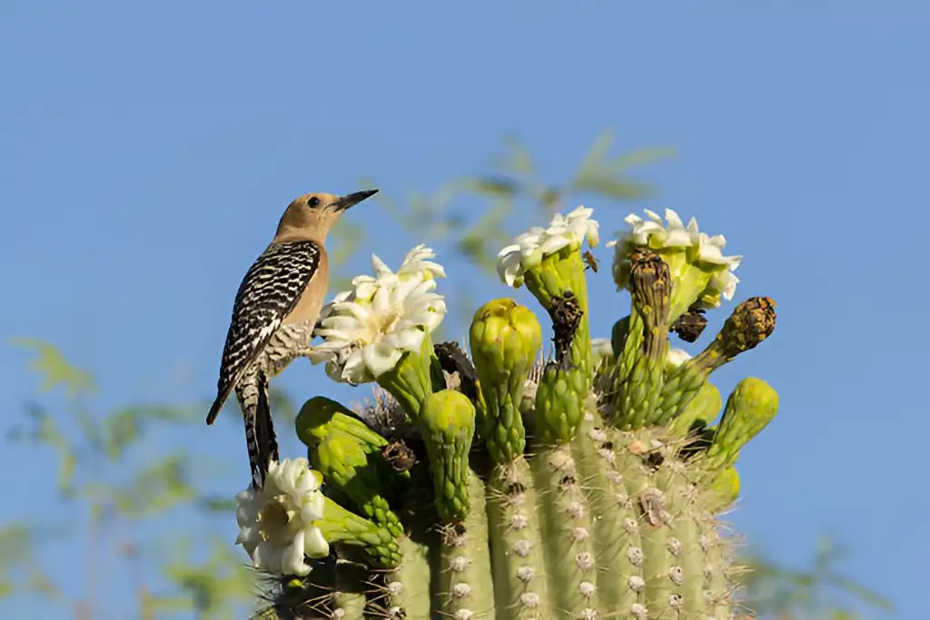 Arizona Desert Flora And Fauna