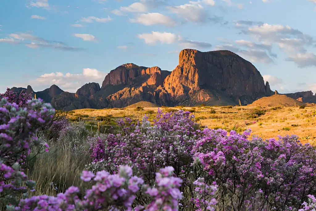 Chihuahuan Desert